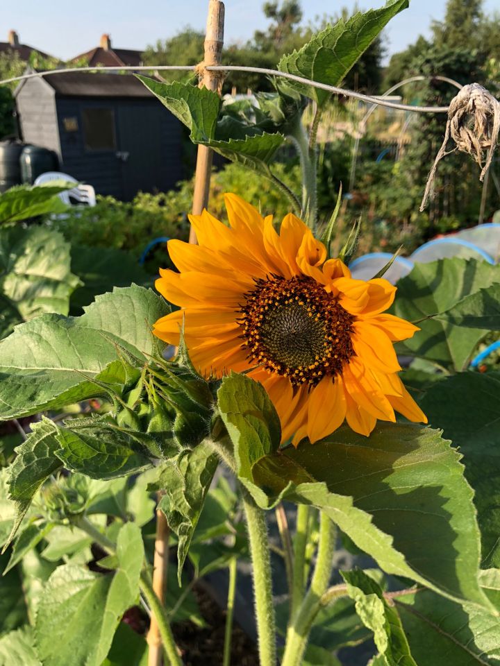 Our Allotment: Summer 2022 Update